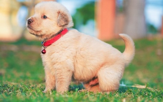 Border Collie - Raças de Cães Médios - Cão Nosso - Creche Canina