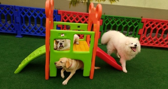 Fraude Compra a nombre de Hotel Cachorro Capivari - Hotel Canino - Decao Adestramento Creches para  Cachorros