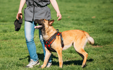 Contratar adestrador de cães