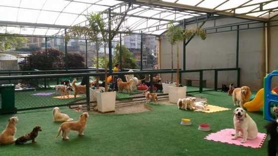 Fotos Hotel para Cachorro em São Paulo